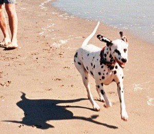 Molly at Huntington Beach's "dog beach."