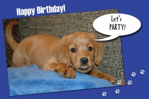 Ginger, the labradoodle puppy, is ready to party. 