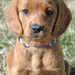 Labradoodle Ginger as a puppy.